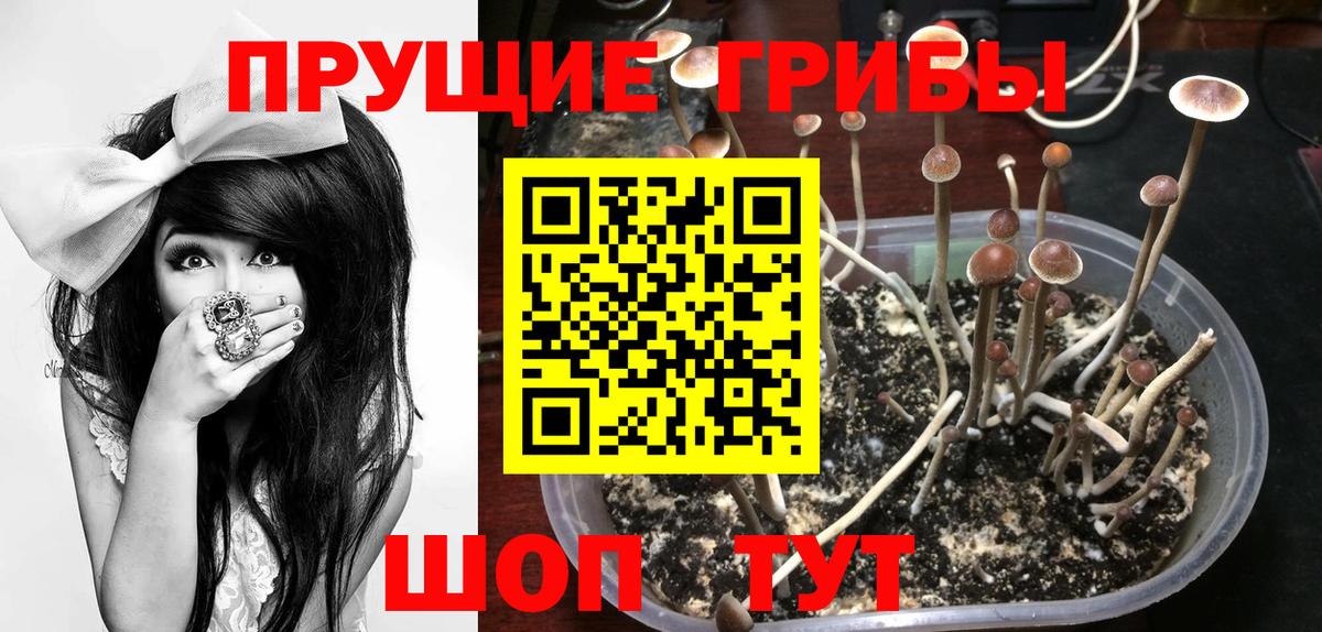 Псилоцибиновые грибы Psilocybine cubensis  Вход с VPN  как найти   Назрань 